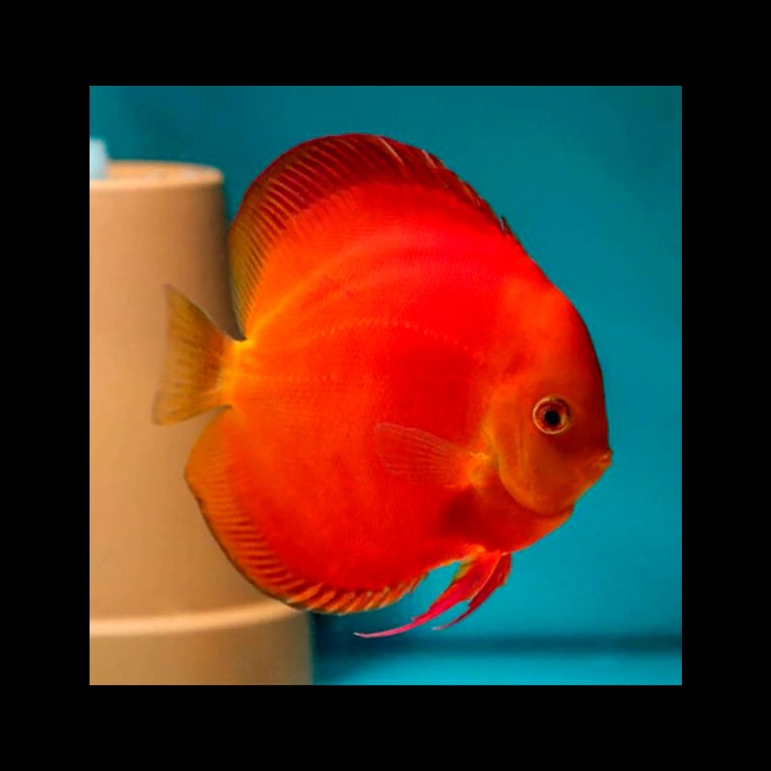 Super Red Melon Discus Fish